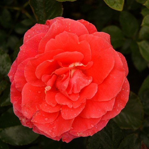 Троянда Prinsesse Marie фото