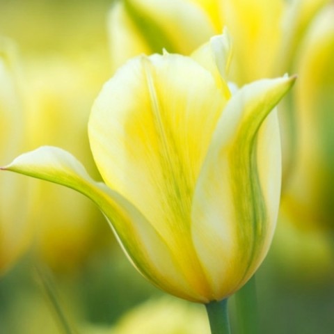 Тюльпан Formosa фото