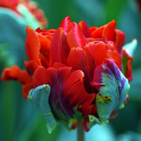 Тюльпан Rococo Double (Червоний) фото