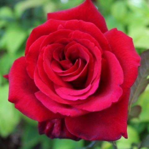 Троянда Royal Willams фото