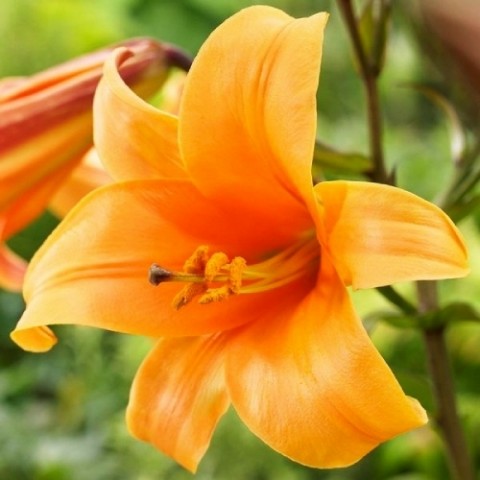 Лілія Orange Planet (Ароматна квітка) фото