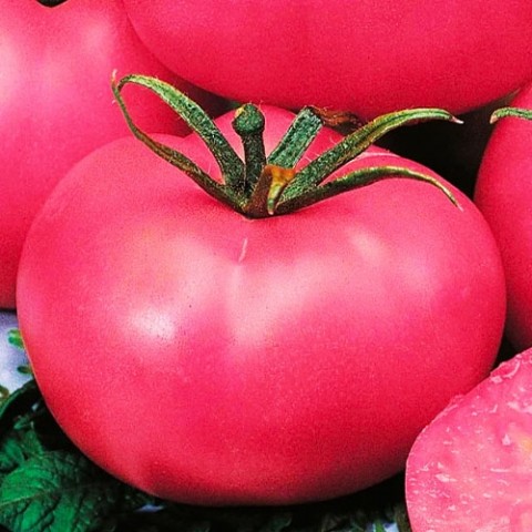 Помідор Рожевий гігант ТМ GL Seeds фото