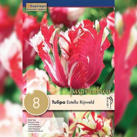 Тюльпан Estella Rijnveld (Брендові цибулини KAPITEYN®) фото