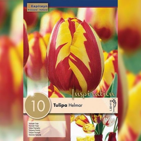 Тюльпан Helmar (Брендові цибулини KAPITEYN®) фото