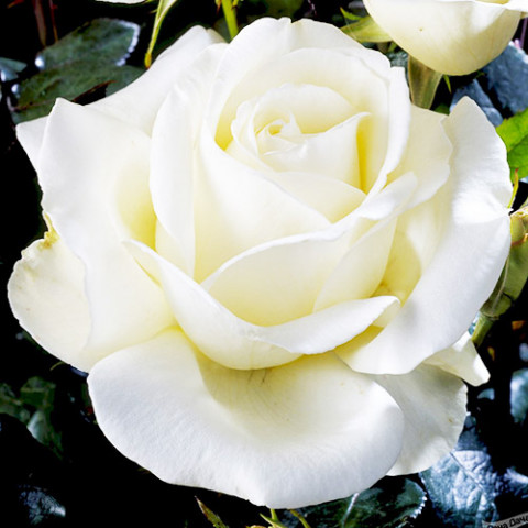 Троянда Karen Blixen фото