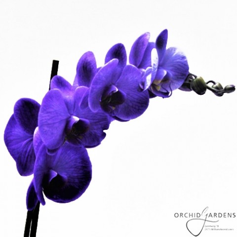 Фаленопсис Magenta-Purple фото
