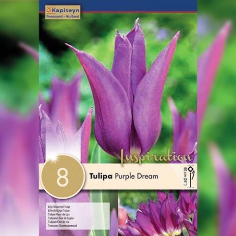Тюльпан Purple Dream (Брендові цибулини KAPITEYN®) фото