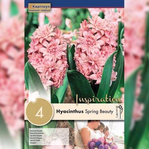 Гіацинт Махровий Spring Beauty (Брендові цибулини KAPITEYN®) фото