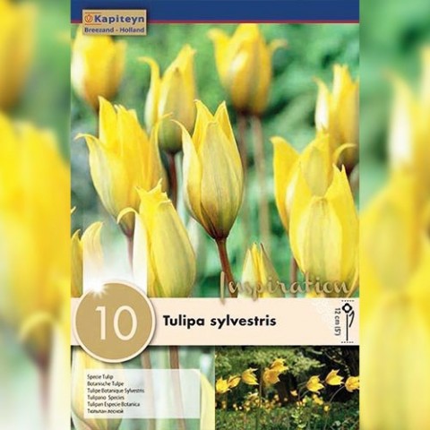 Тюльпан Sylvestris (Брендові цибулини KAPITEYN®) фото