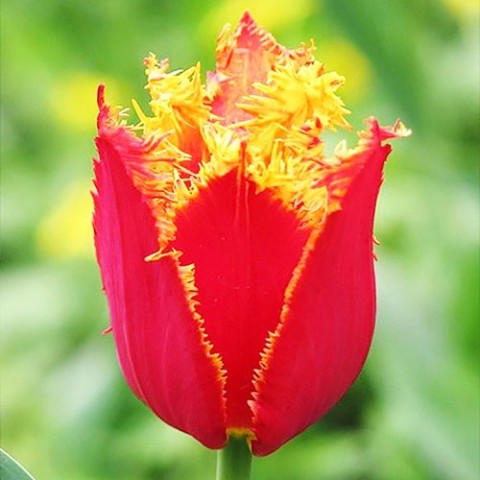 Тюльпан Tiano (Тіано) фото