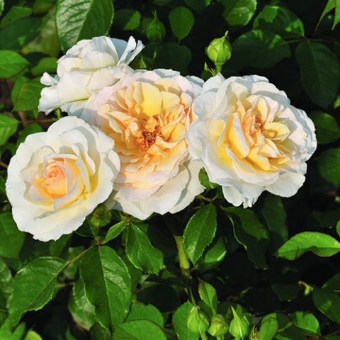 Троянда Tisa Reka фото