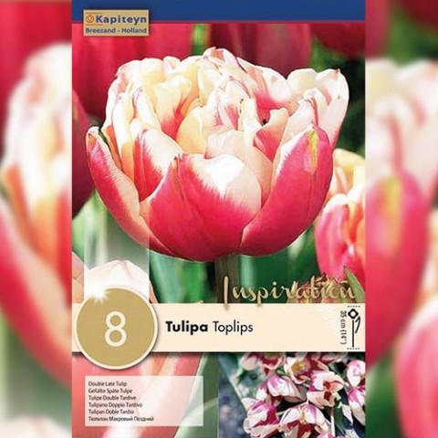 Тюльпан Toplips (Брендові цибулини KAPITEYN®) фото
