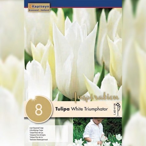 Тюльпан White Triumphator (Брендові цибулини KAPITEYN®) фото