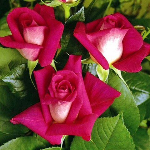 Троянда Acapella фото