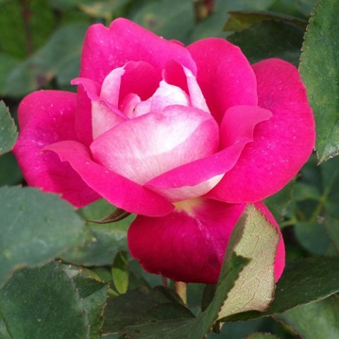 Троянда Acapella фото