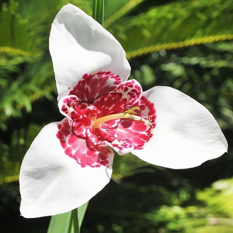 Тігрідія Alba Grandiflora фото