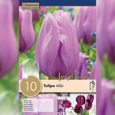Тюльпан Alibi (Брендові цибулини KAPITEYN®) фото