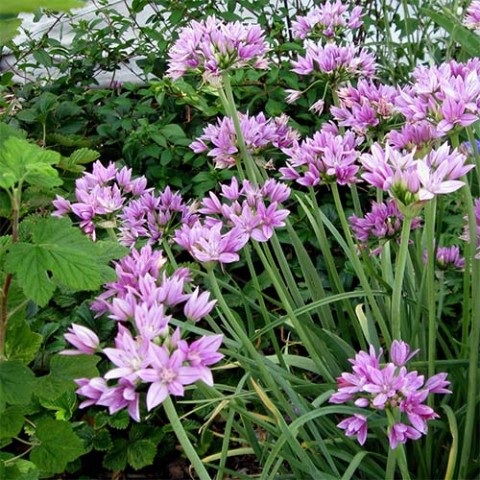Алліум Unifolium фото