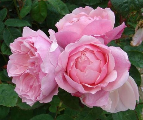 Троянда The Alnwick фото