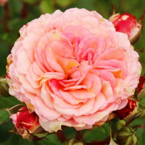 Троянда плетиста Amaretto фото