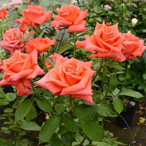 Троянда Anne Vanderlove фото