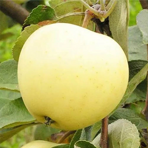 Яблуня Білий налив фото