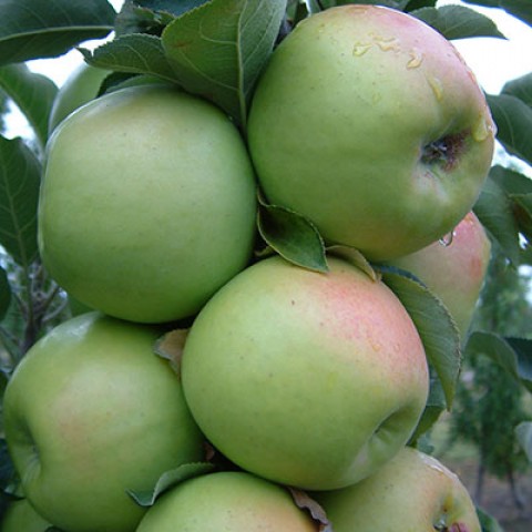 Яблуня колоновидна Едем фото