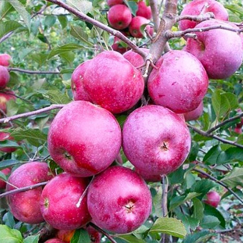 Яблуня Флоріна (Великі плоди) фото