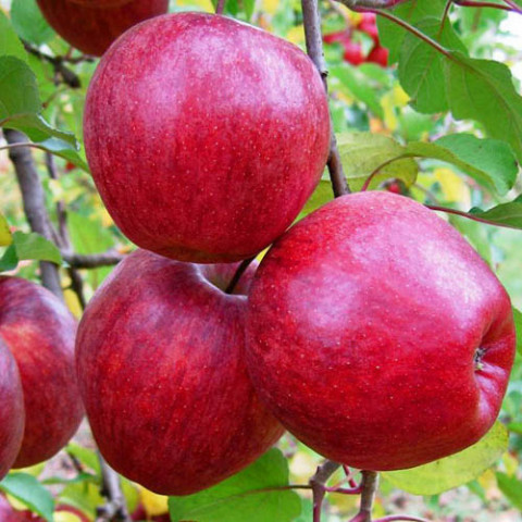 Яблуня Моді (Великі плоди) фото