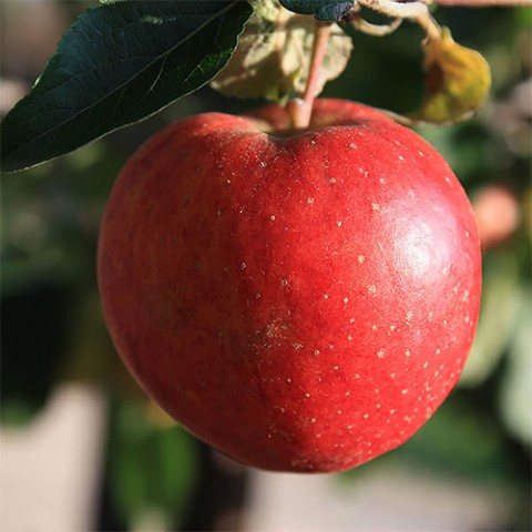 Карликова яблуня Старкінг фото