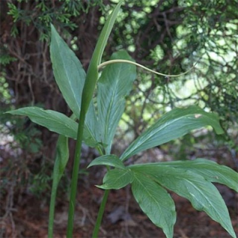 Арізема Draconitum фото