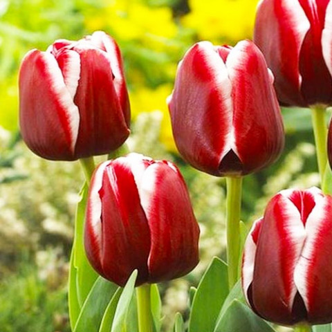 Тюльпан Armani фото