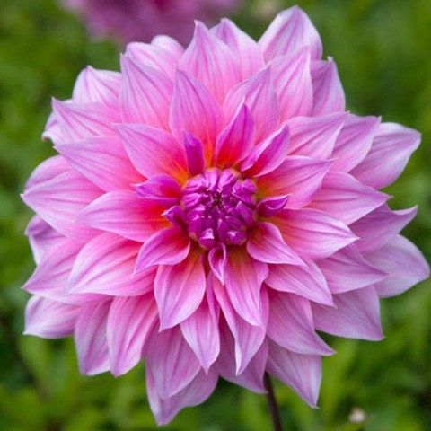 Жоржина Arthur Hambley (Гігантська квітка) фото