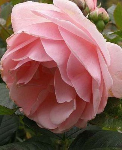 Троянда Astrid Lindgren фото