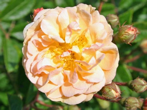 Троянда Ghislaine de Feligonde фото