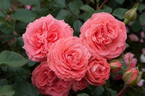 Троянда Schackenborg фото