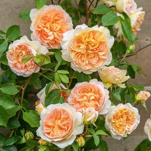 Троянда Batsheba (плетиста) фото