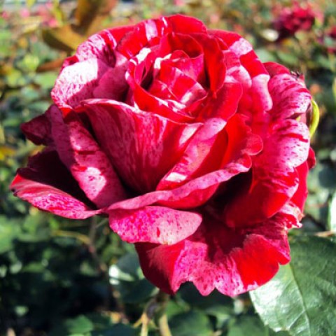 Троянда Deep Impression фото