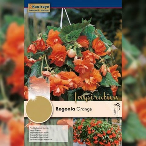 Рек-бокс Бегонія Pendula-Cascade Orange (Брендові цибулини KAPITEYN®) фото