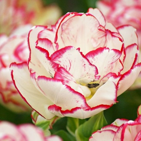 Тюльпан Belicia  фото