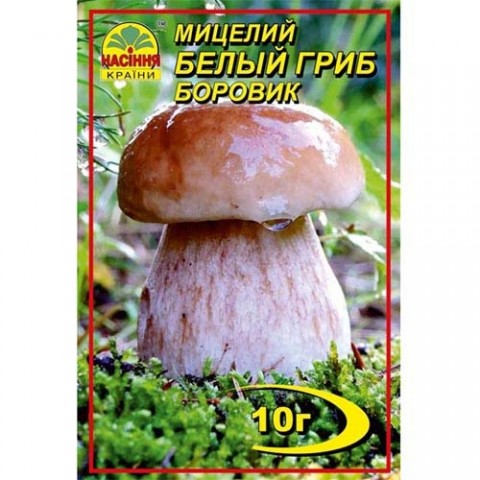Білий гриб Боровик фото