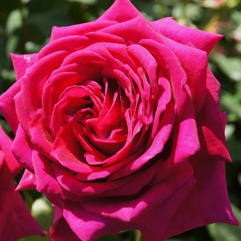 Троянда Big Purple фото