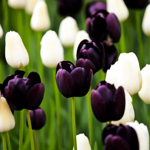 Тюльпани Black and White (10 цибулин) фото