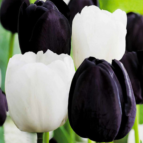 Тюльпани Black and White (10 цибулин) фото