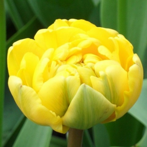 Тюльпан Yellow Pomponnet 50 фото