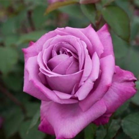 Троянда Blue Girl фото