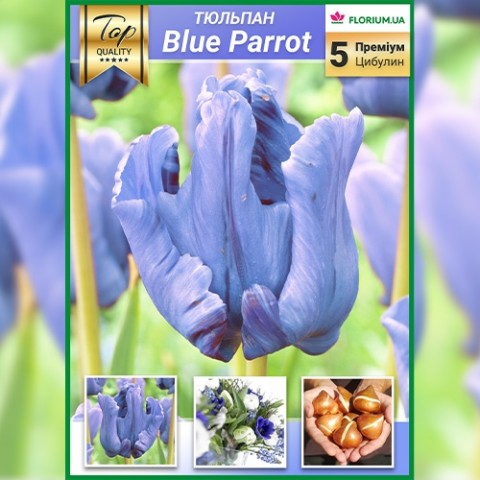 Тюльпани Blue Parrot (Преміум Цибулини) фото