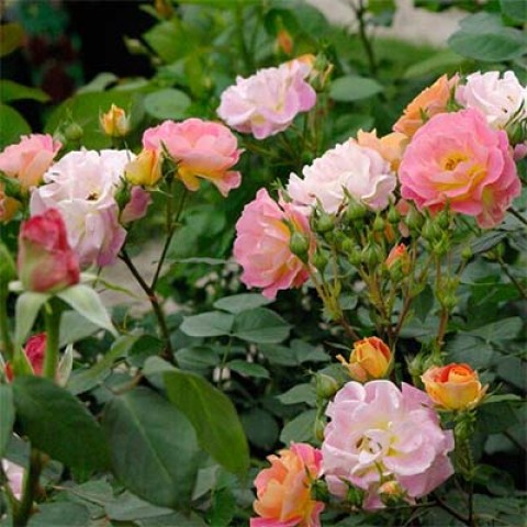 Троянда Bordure Camaieu фото