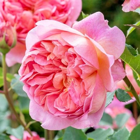 Троянда Boscobel фото