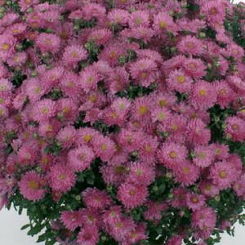 Хризантема Braque Pink фото